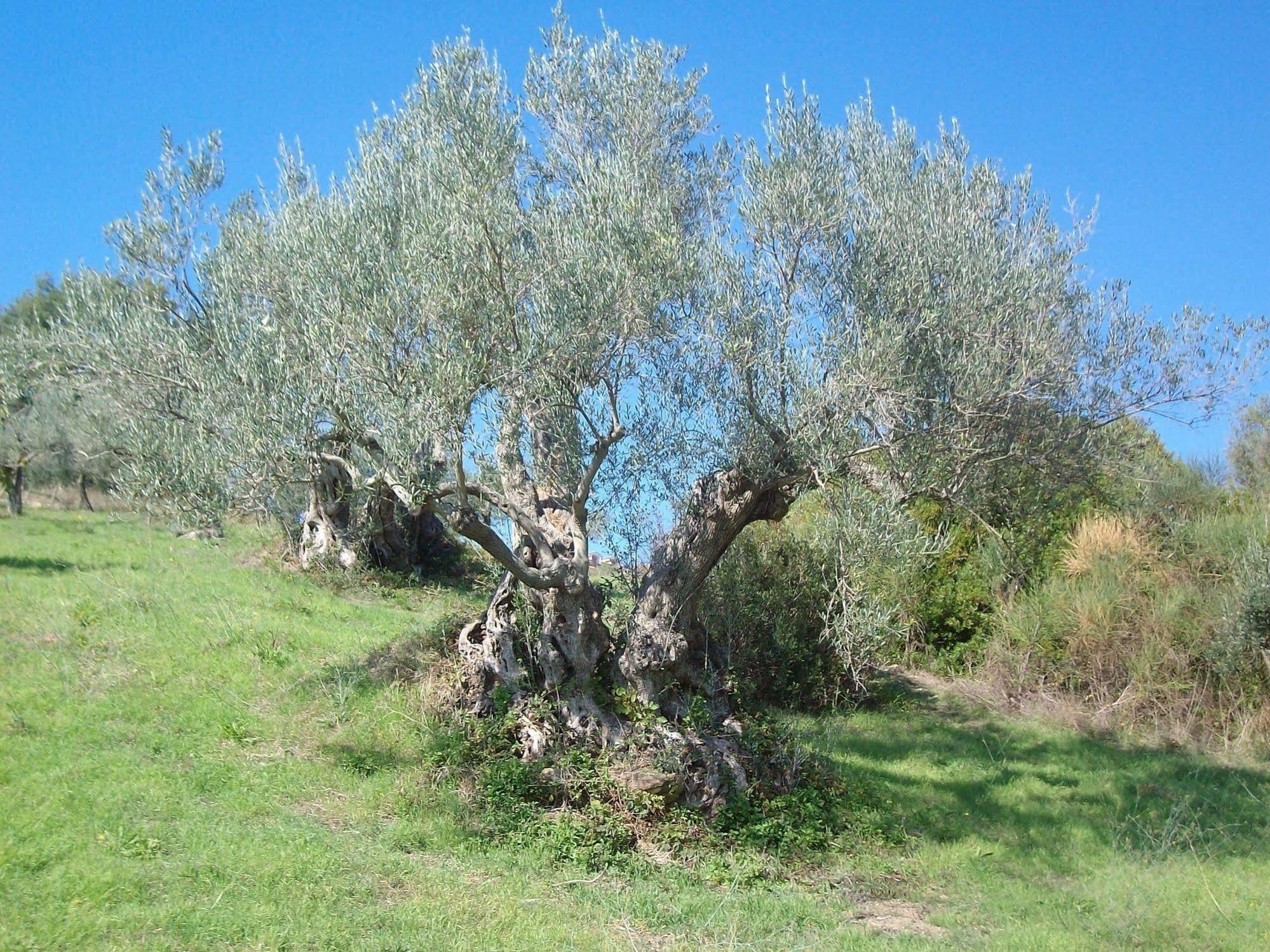 Casal Finocchito Villa Ogliastro Cilento Kültér fotó